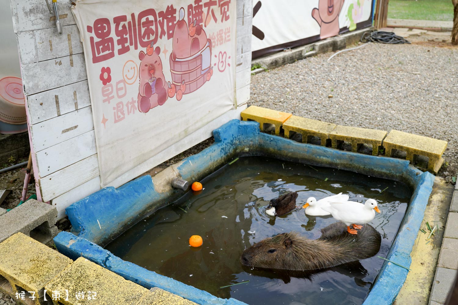  @猴子【東】遊記