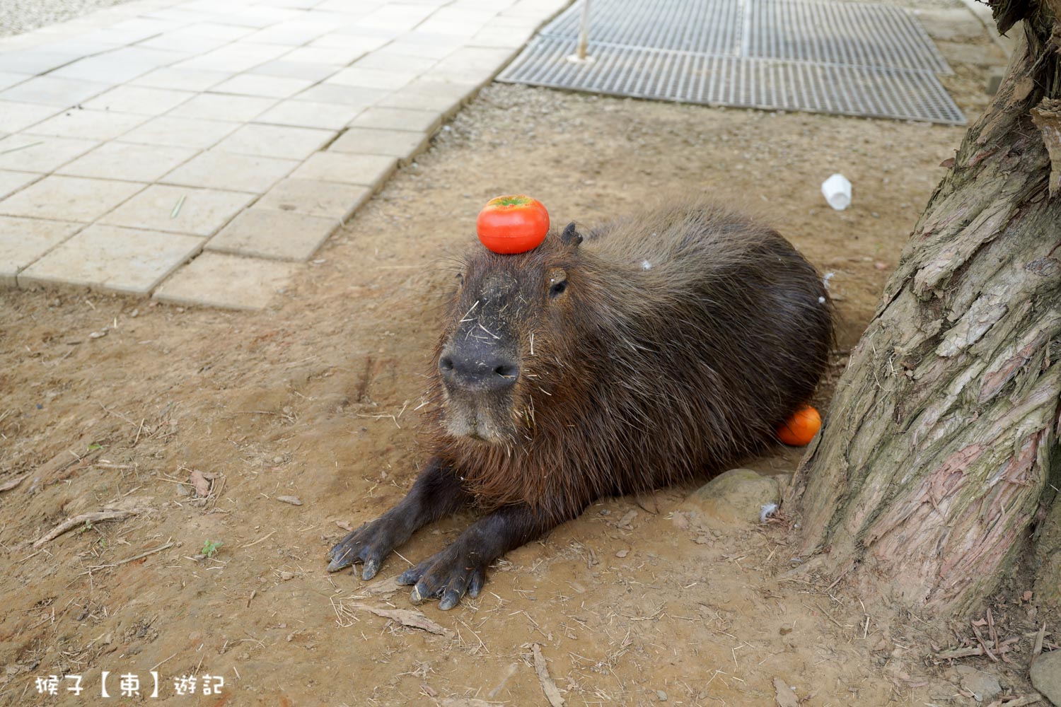  @猴子【東】遊記