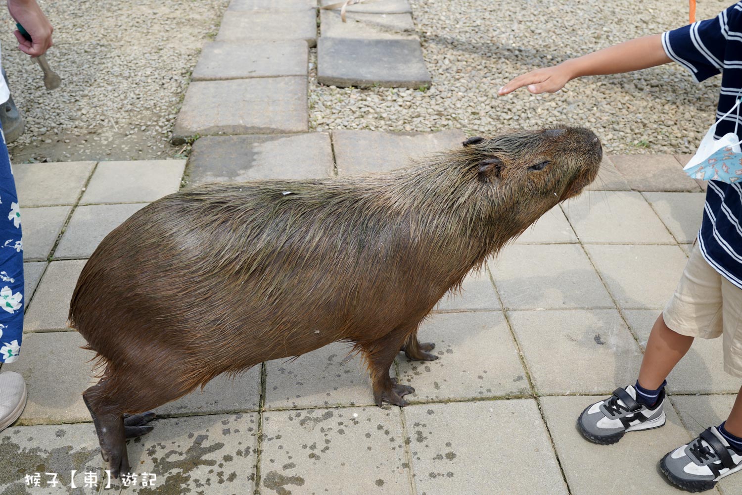  @猴子【東】遊記