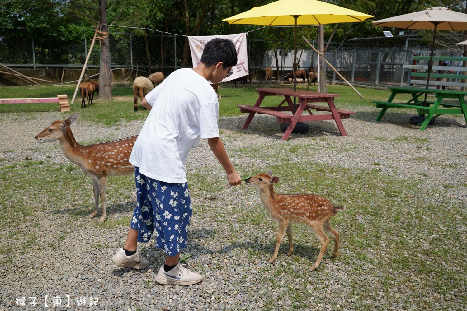  @猴子【東】遊記
