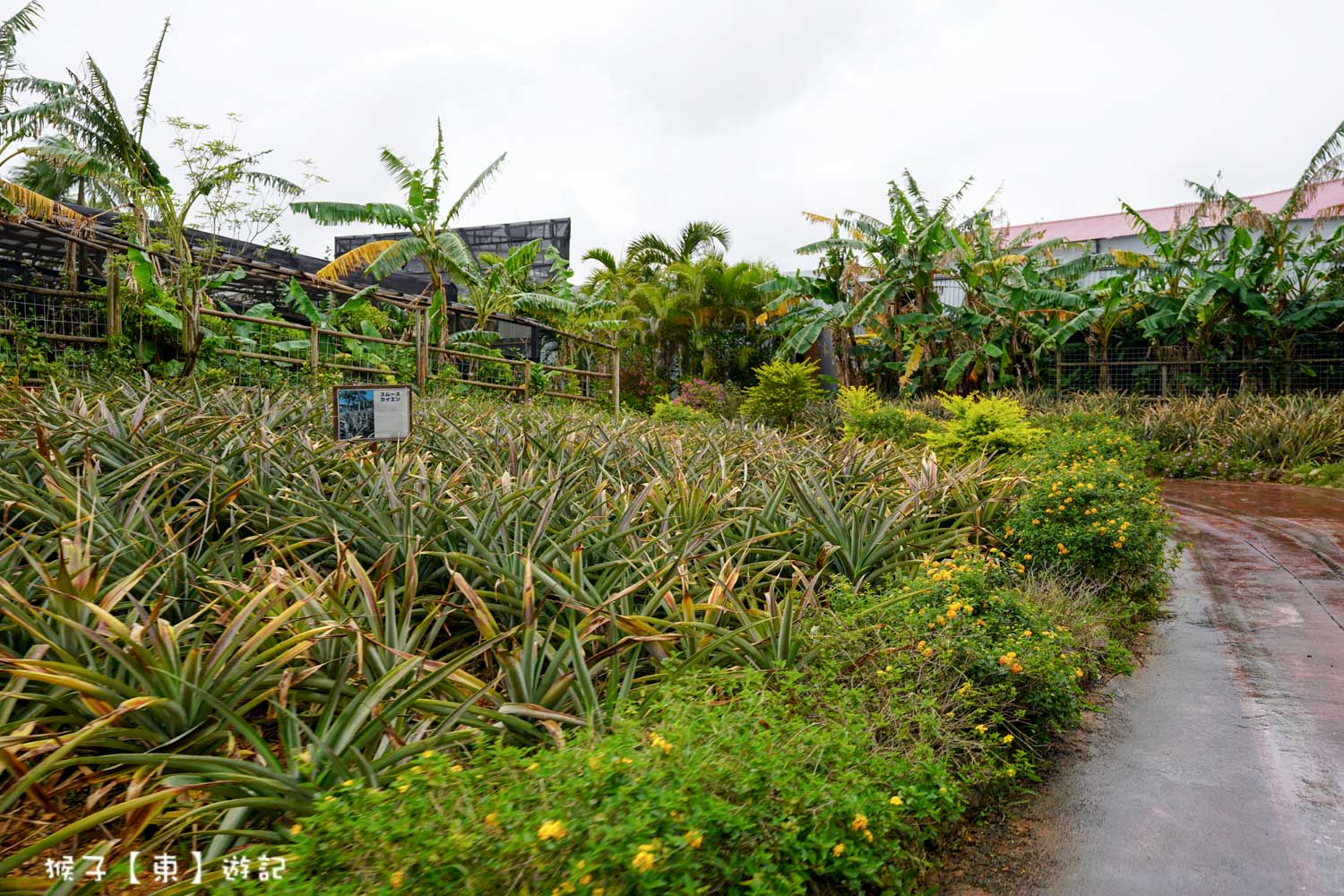  @猴子【東】遊記