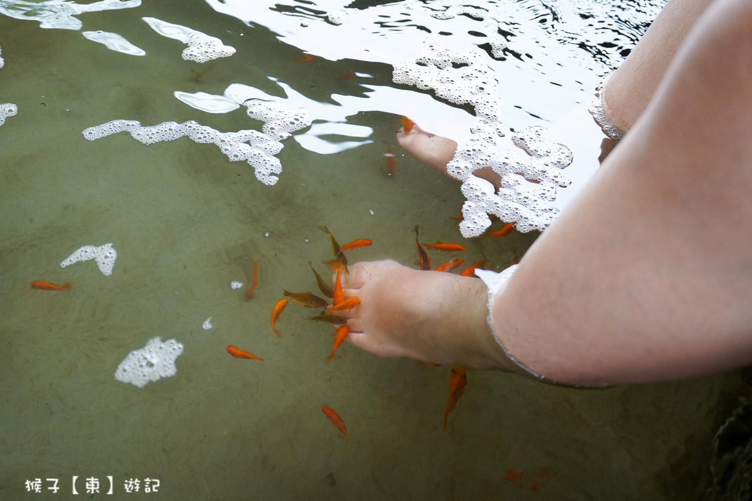 清水地熱溫泉魚SPA