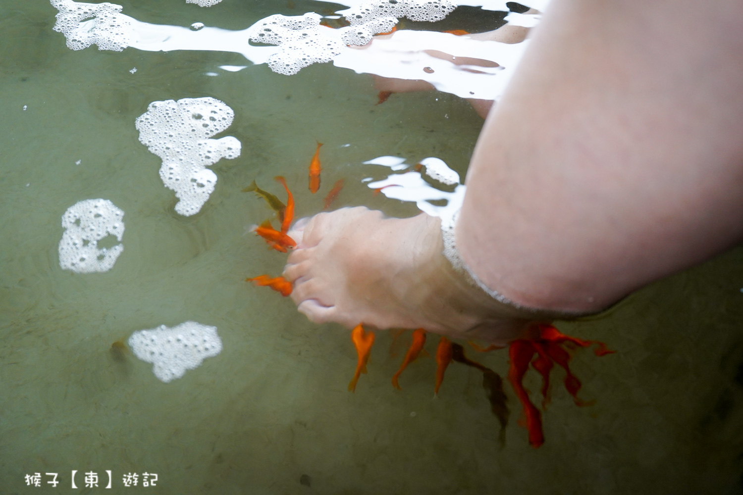 清水地熱溫泉魚SPA