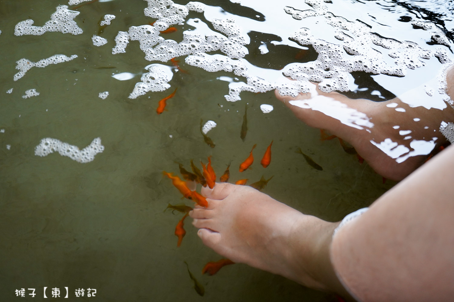 清水地熱溫泉魚SPA