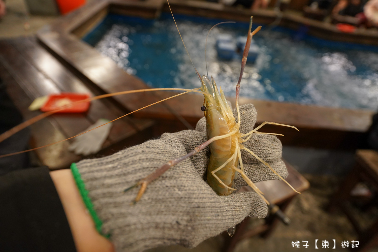  @猴子【東】遊記