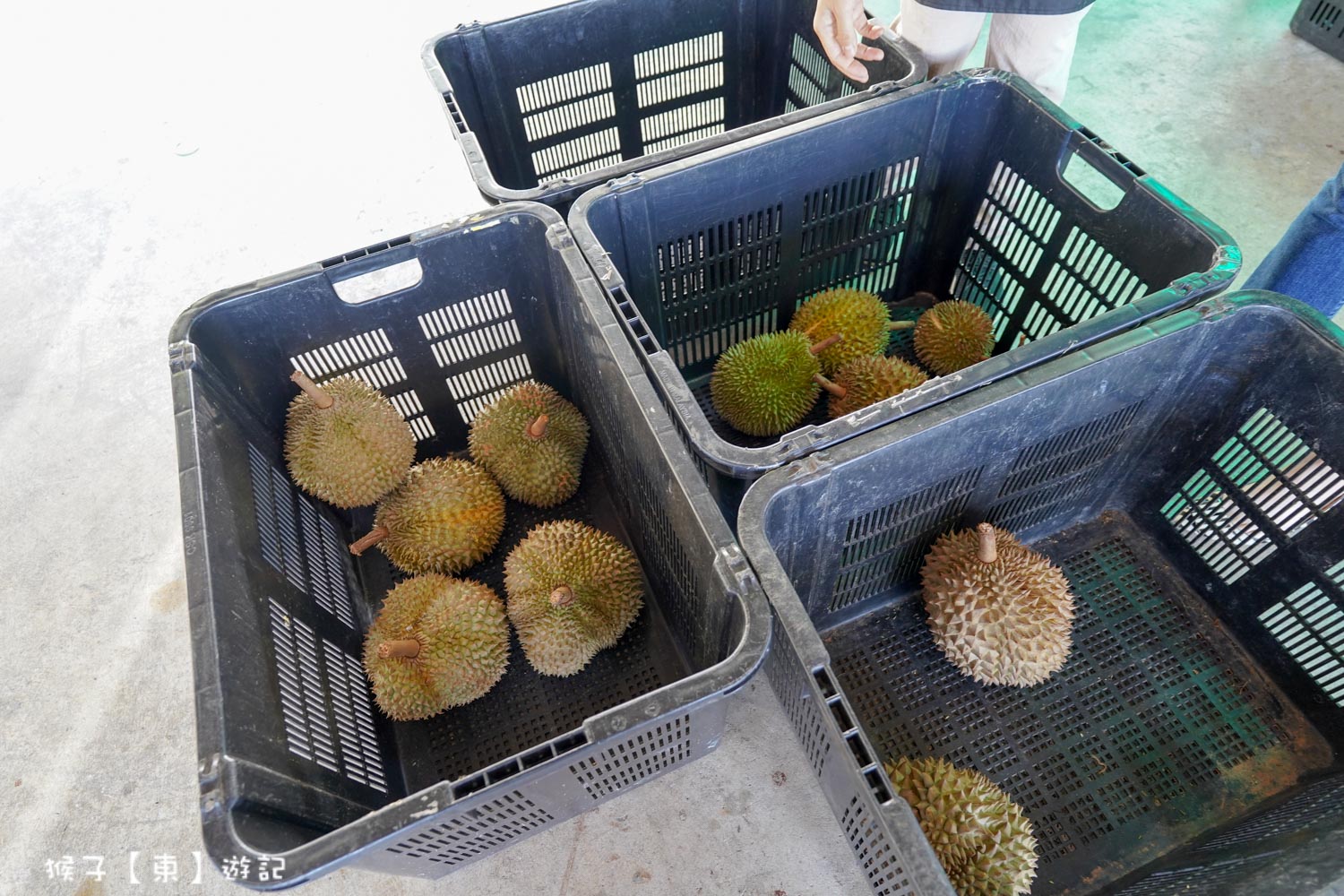  @猴子【東】遊記