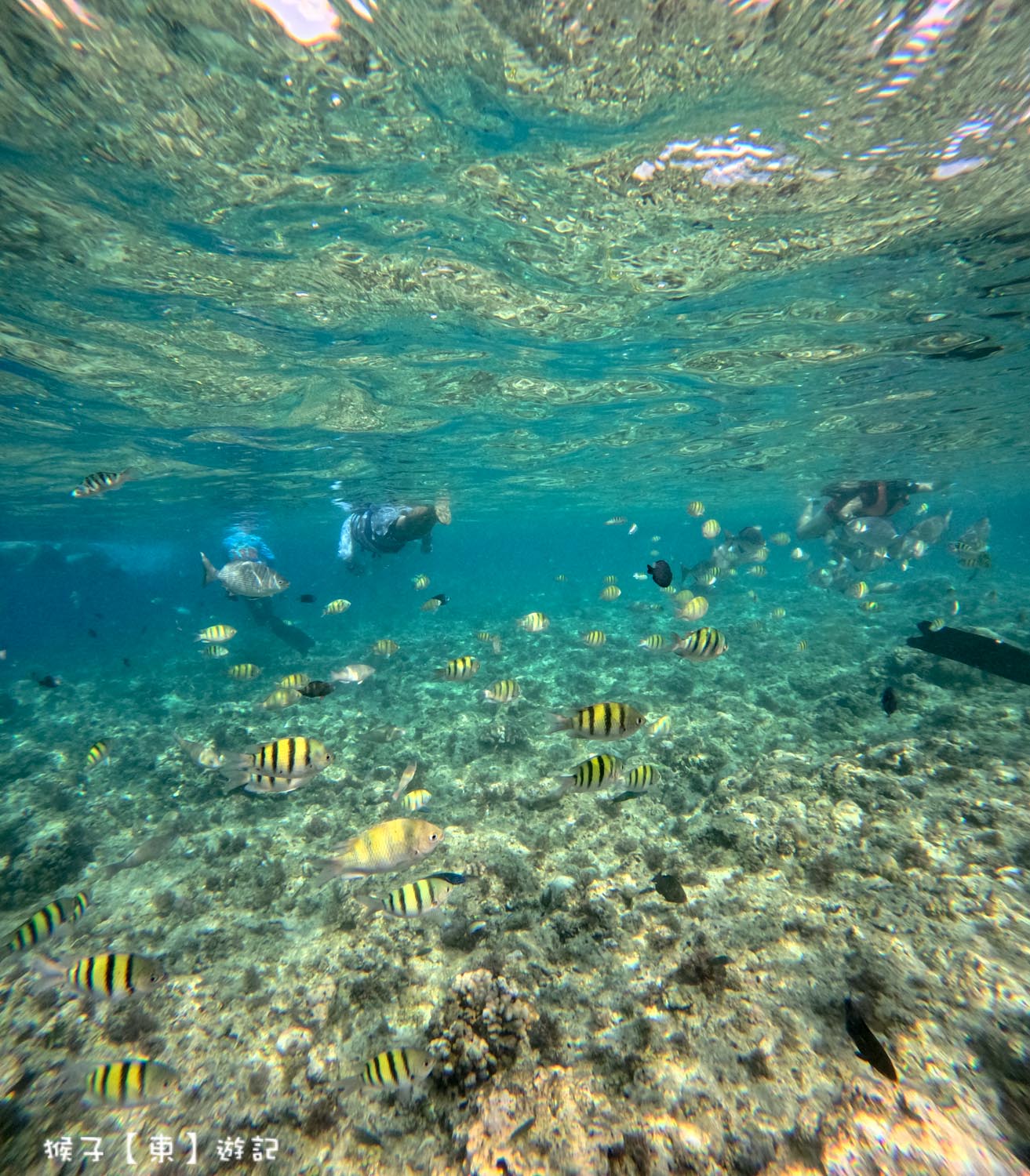 菲律賓薄荷島 巴里卡薩島浮潛