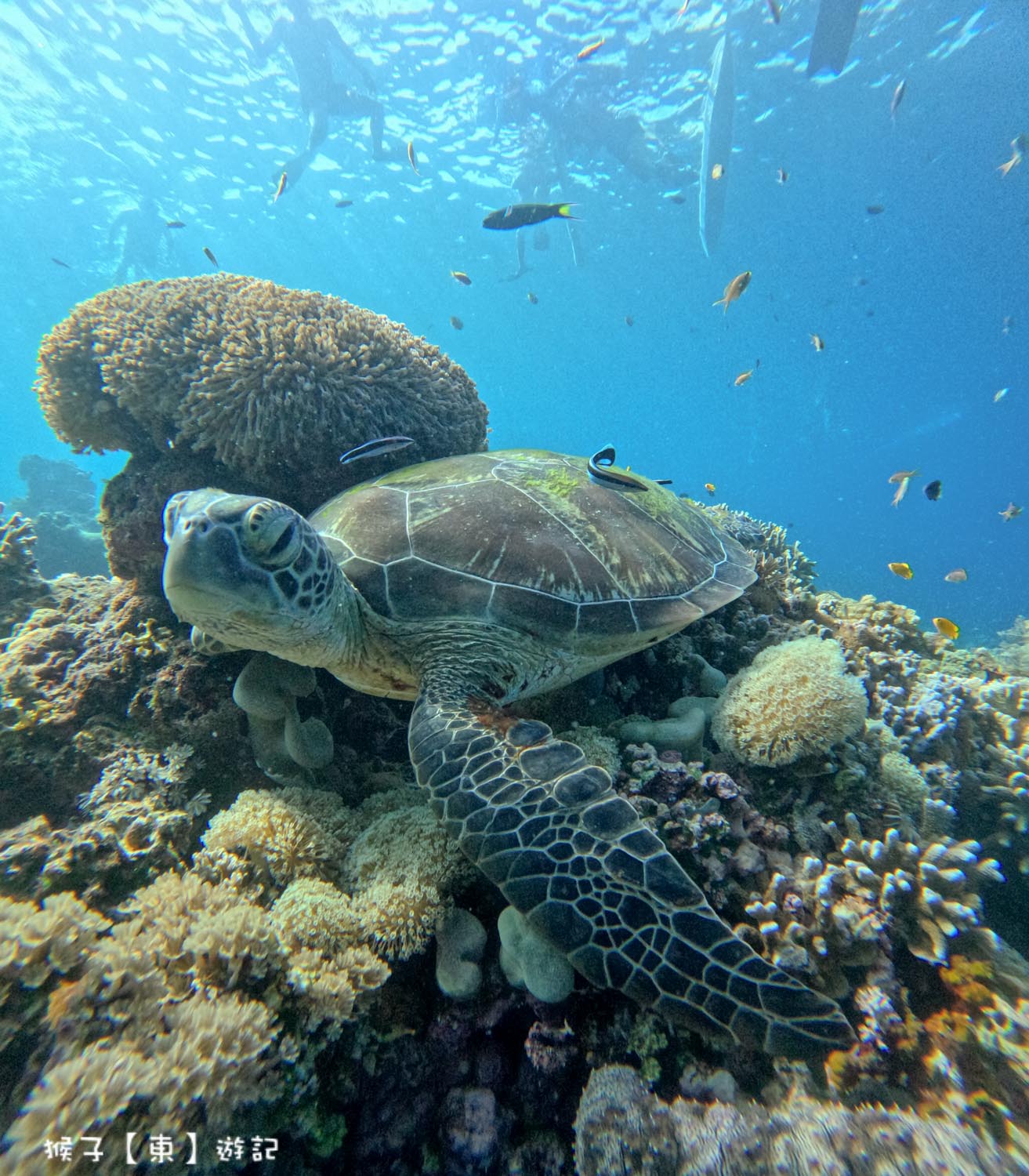 菲律賓薄荷島 巴里卡薩島浮潛看海龜