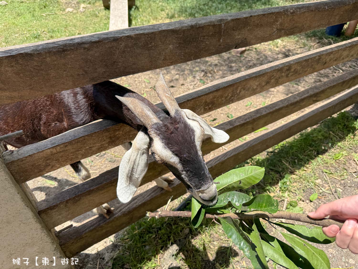  @猴子【東】遊記