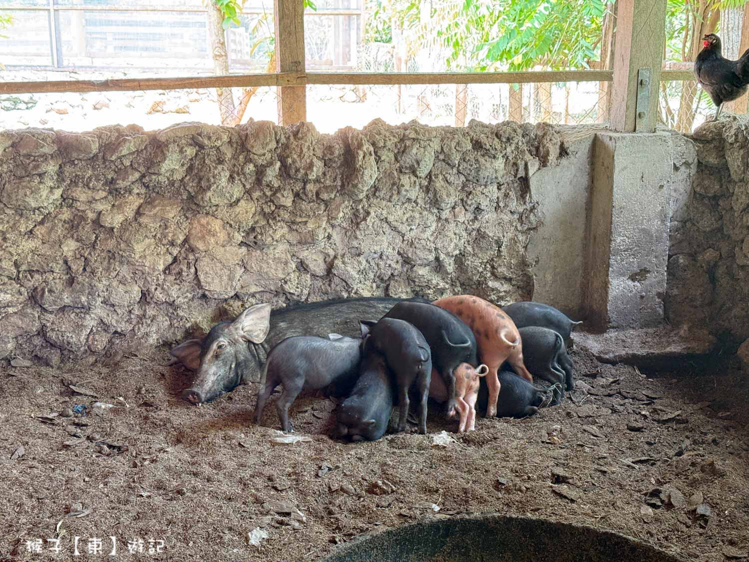  @猴子【東】遊記